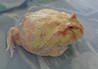 VFL.RU - ваш фотохостинг