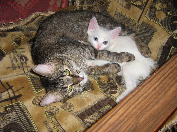 \\кошка приняла подкидыша