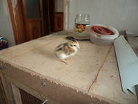 VFL.RU - ваш фотохостинг