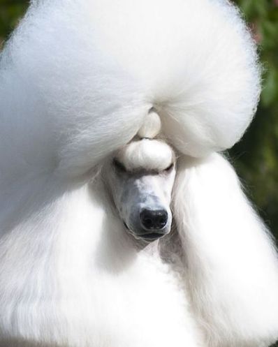 White standard head Brighton poodles