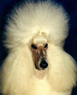 white stand head2 Safary Poodles