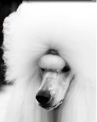 white head Classique poodles