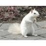 Squirrel 5