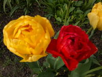 VFL.RU - ваш фотохостинг