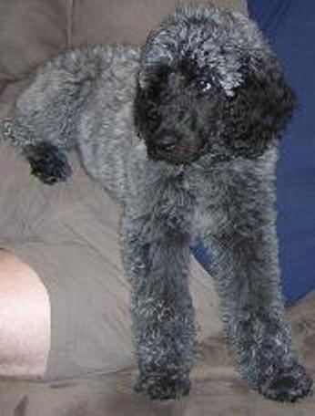 GGrey with black muzzle pup Paris Poodles