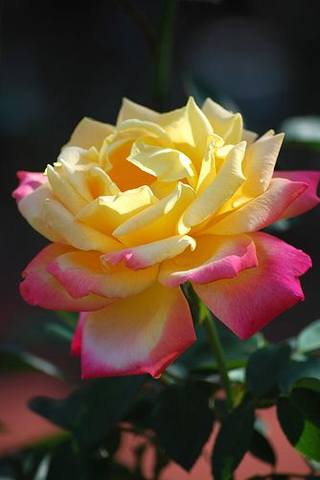 VFL.RU - ��� �����������