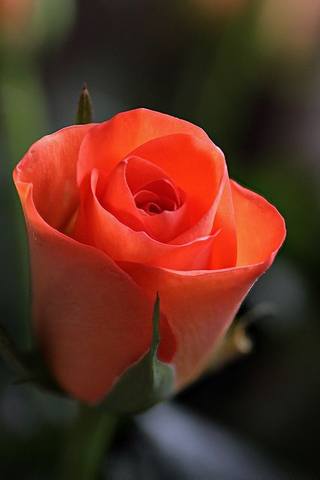 VFL.RU - ��� �����������
