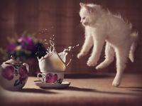 VFL.RU - ваш фотохостинг