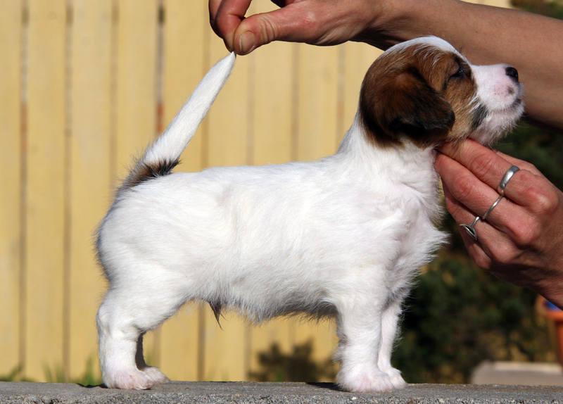penny-sherik-male2-2