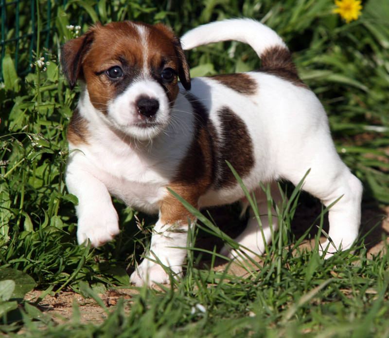 penny-sherik-male1-3