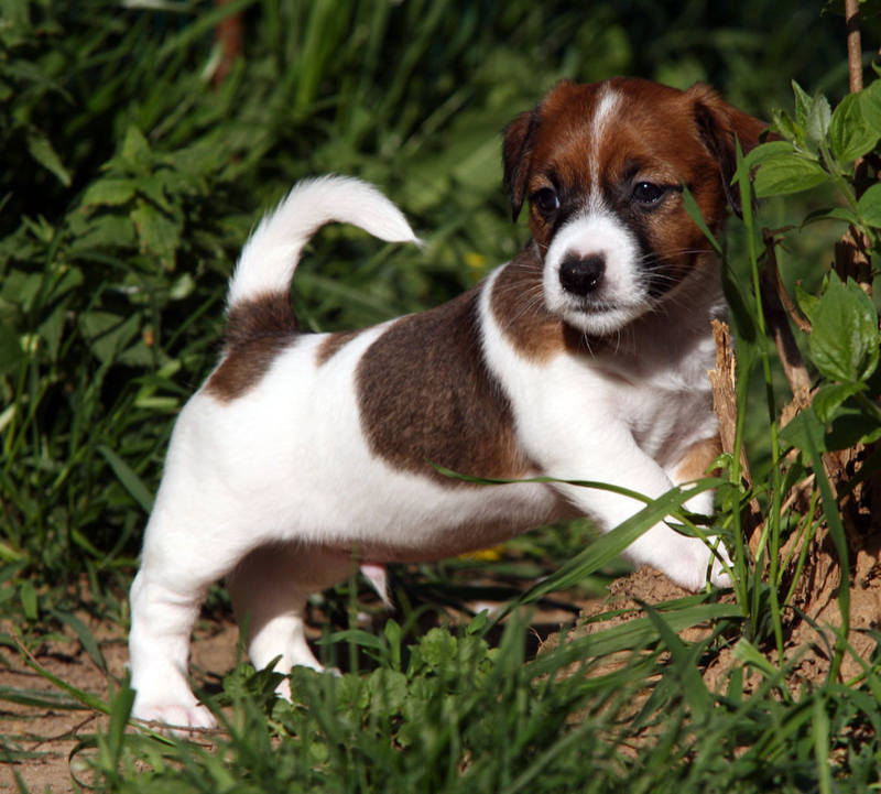 penny-sherik-male1-6