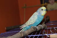 VFL.RU - ваш фотохостинг