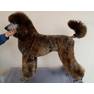 Brindle stand DuBois poodles