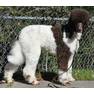 Brown-white2 Poodleforum