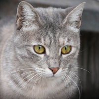 gray-cat-with-green-eyes-wa