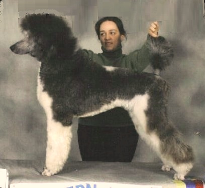 Blue-white Princetin poodles