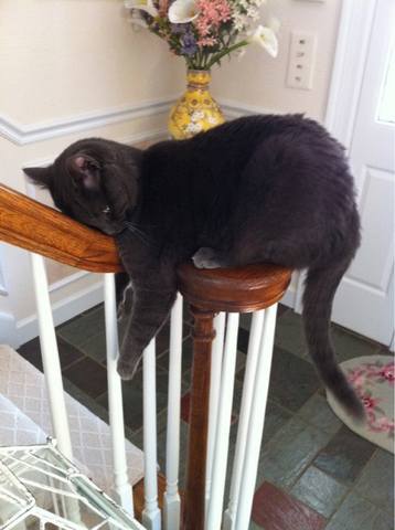 кот на перилах