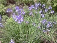 %D0%B8%D1%80%D0%B8%D1%81%D1%8B[1]