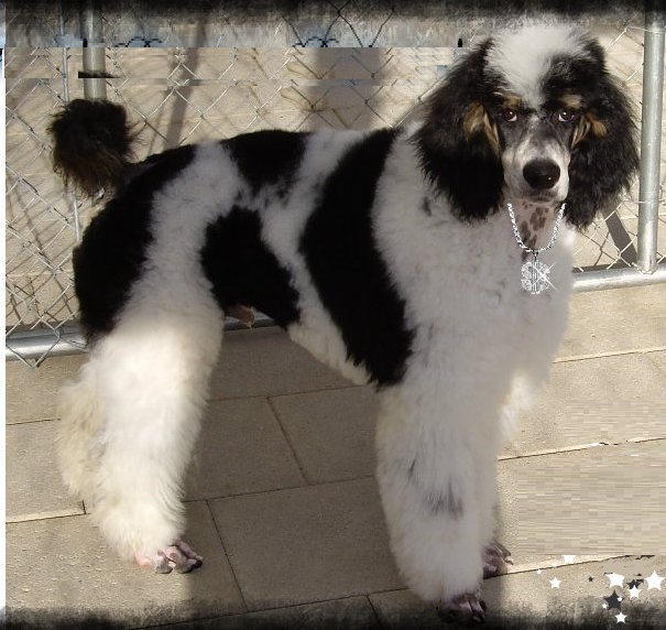 tricolor Princetin poodles