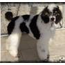 tricolor Princetin poodles
