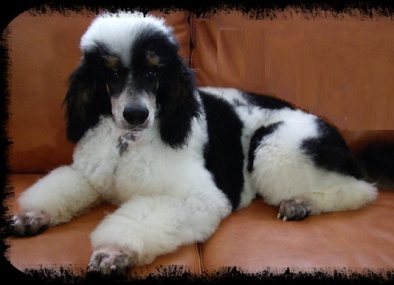 tricolor 2 Princetin poodles