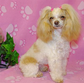 White-Red DreamTime-Parti-Poodles
