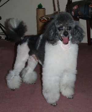 grey-white parti poodleforum