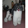 grey-white parti poodleforum