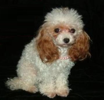 white-red southern Lady's poodles