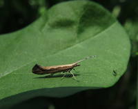 Моль капустная (Plutella xylostella).JPG