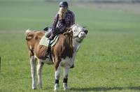 amazing show jumper cow 02