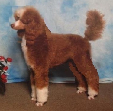 red-white1 Polkadot Poodles