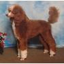 red-white1 Polkadot Poodles