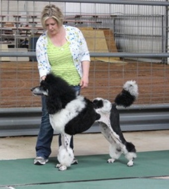arlekin UrbanHill poodles