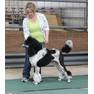 arlekin UrbanHill poodles