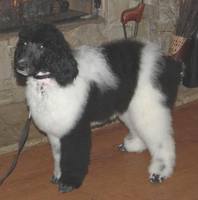 arlekin Polkadot poodles