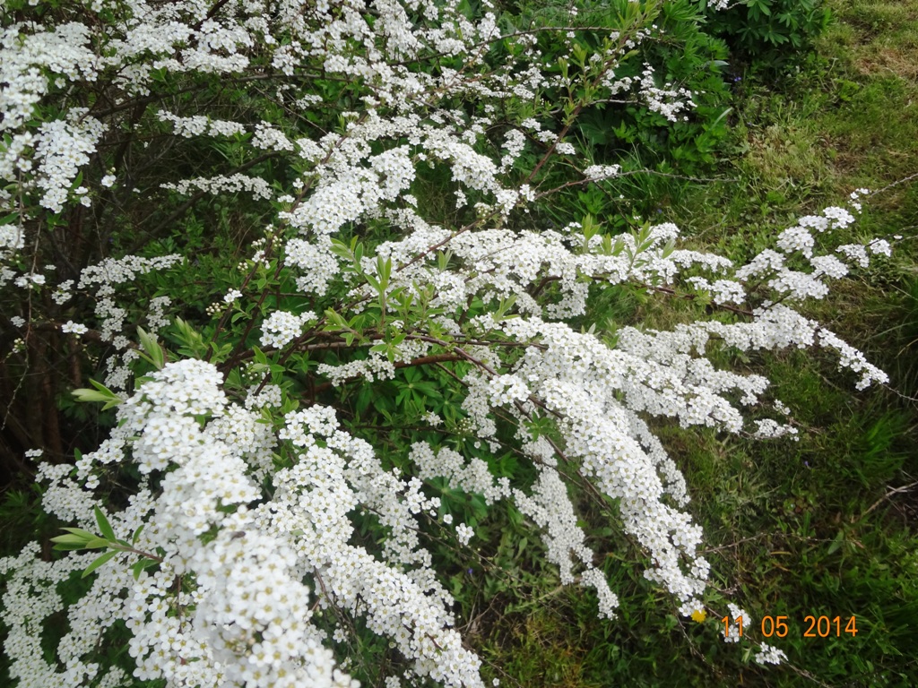 15мая2014дача 030