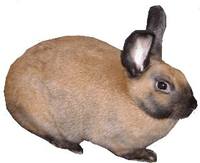 Sable-Rabbit-Breed