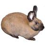 Sable-Rabbit-Breed