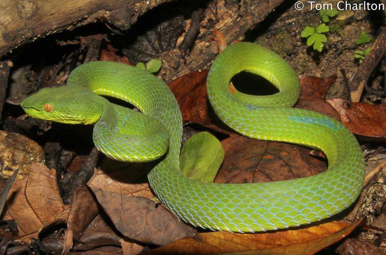 Trimeresurus fucatus 2