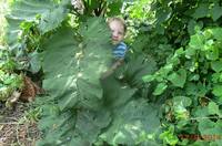 VFL.RU - ваш фотохостинг