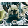 Tokio-Hotel-078-Bulldog-Video