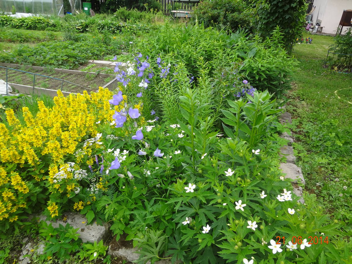 21июня2014 дача 002