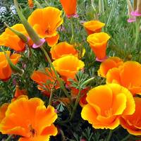 Eschscholzia121 Eschscholzia121