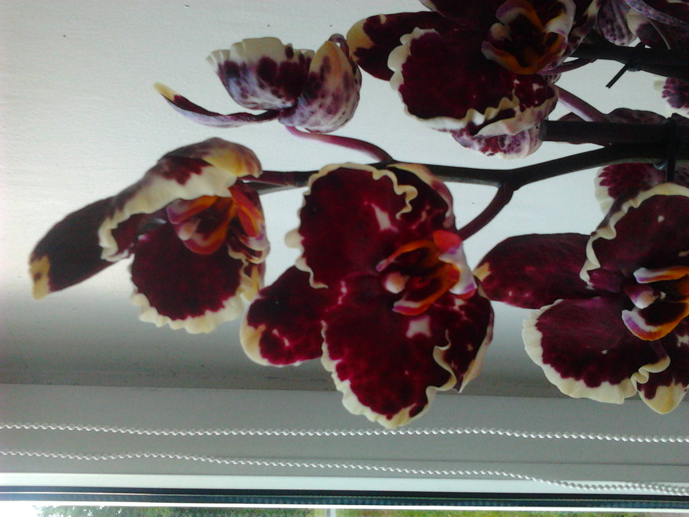 Р¤РѕС‚Рѕ0981[1]