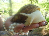 ахатина ретикулята альбино боди