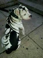 zebra