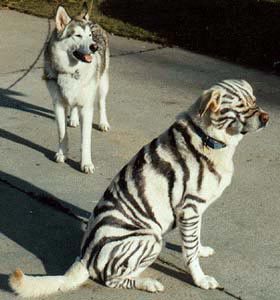 zebra-dog2
