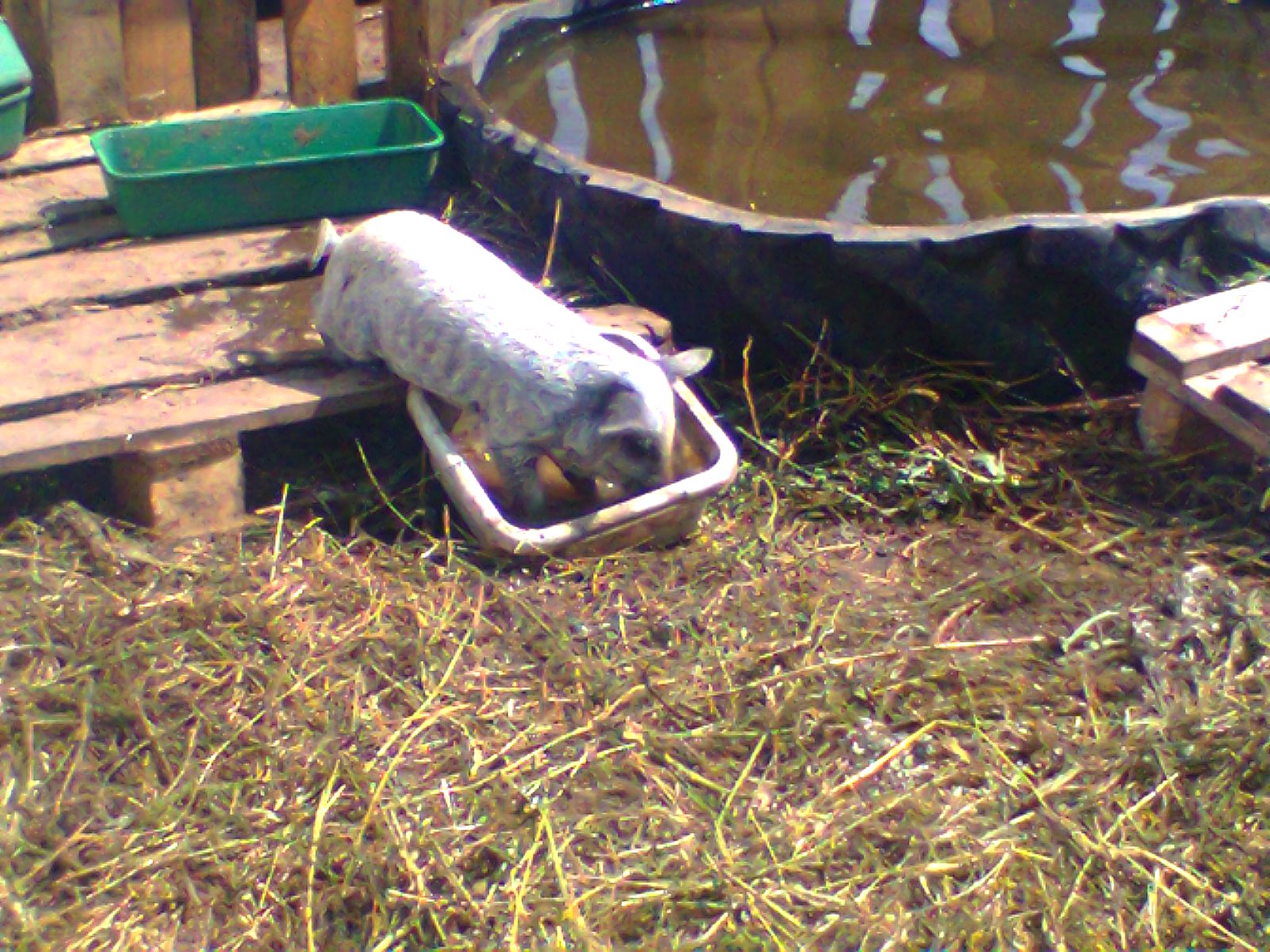 21 июня 2014 г 04ш6