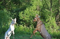 VFL.RU - ваш фотохостинг